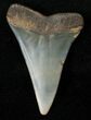 Fossil Mako Shark Tooth - North Carolina #16612-1